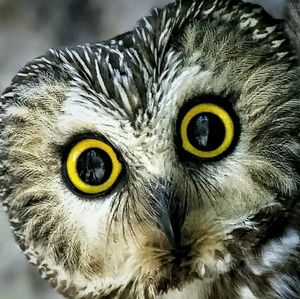 Meet your Posher, Ariel